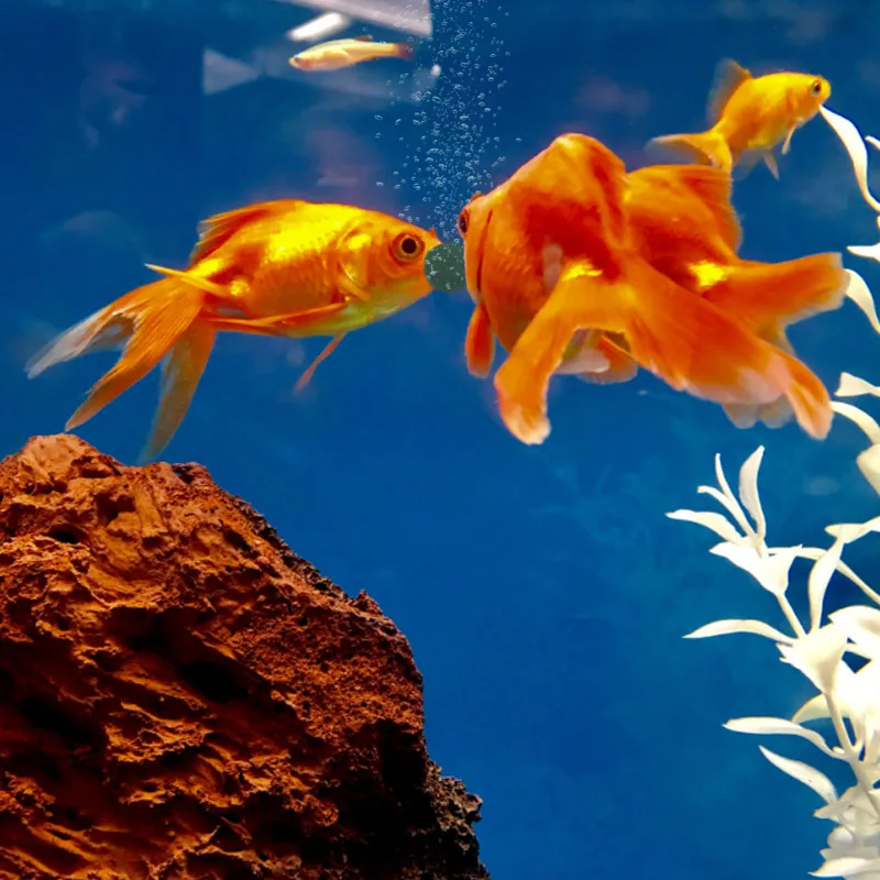 100 Uds. Tabletas de espirulin - Aquarium Fish Holiday Food reseña y precio