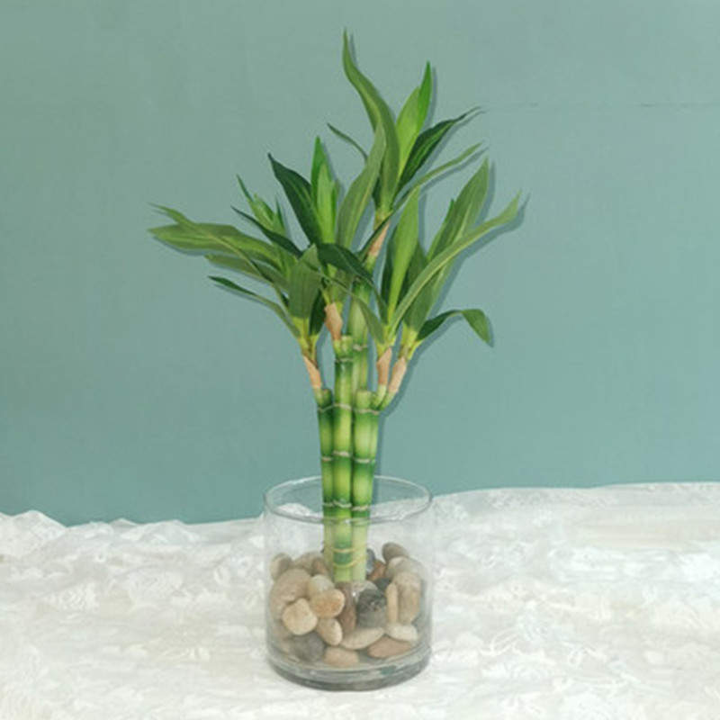 Nueva Planta Artificial de Bam - Aquarium Fish Buy reseña y precio