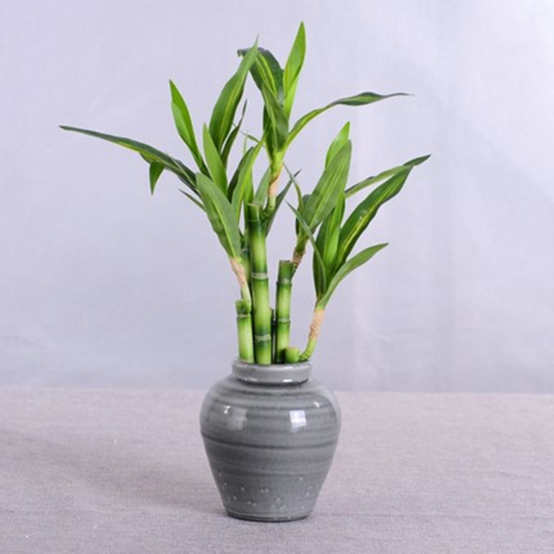 Nueva Planta Artificial de Bam - Aquarium Fish Buy reseña y precio