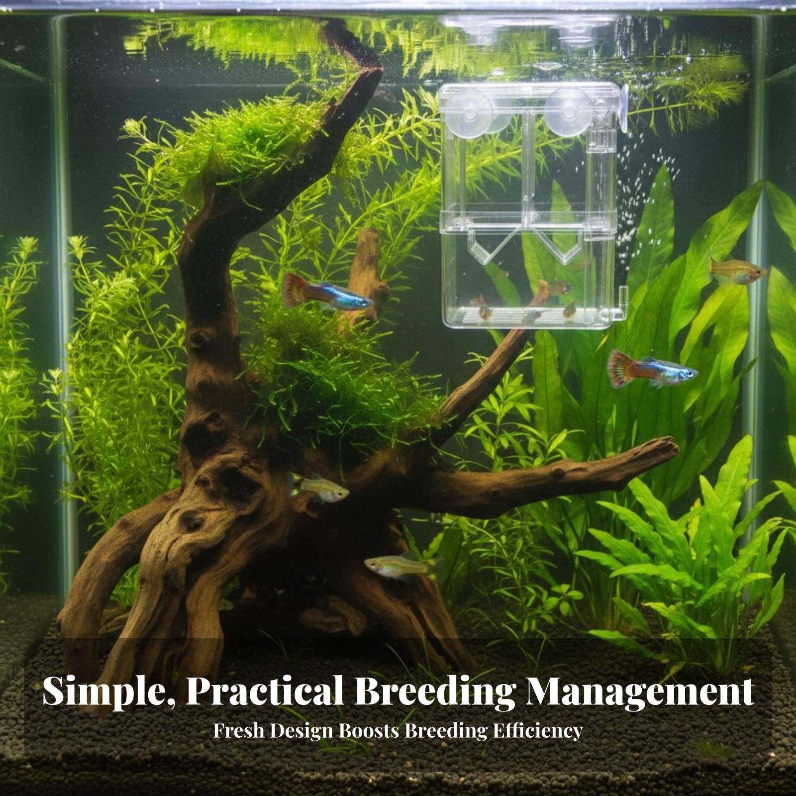Tanque de Cría de Doble Capa p - Box Fish In Aquarium reseña y precio