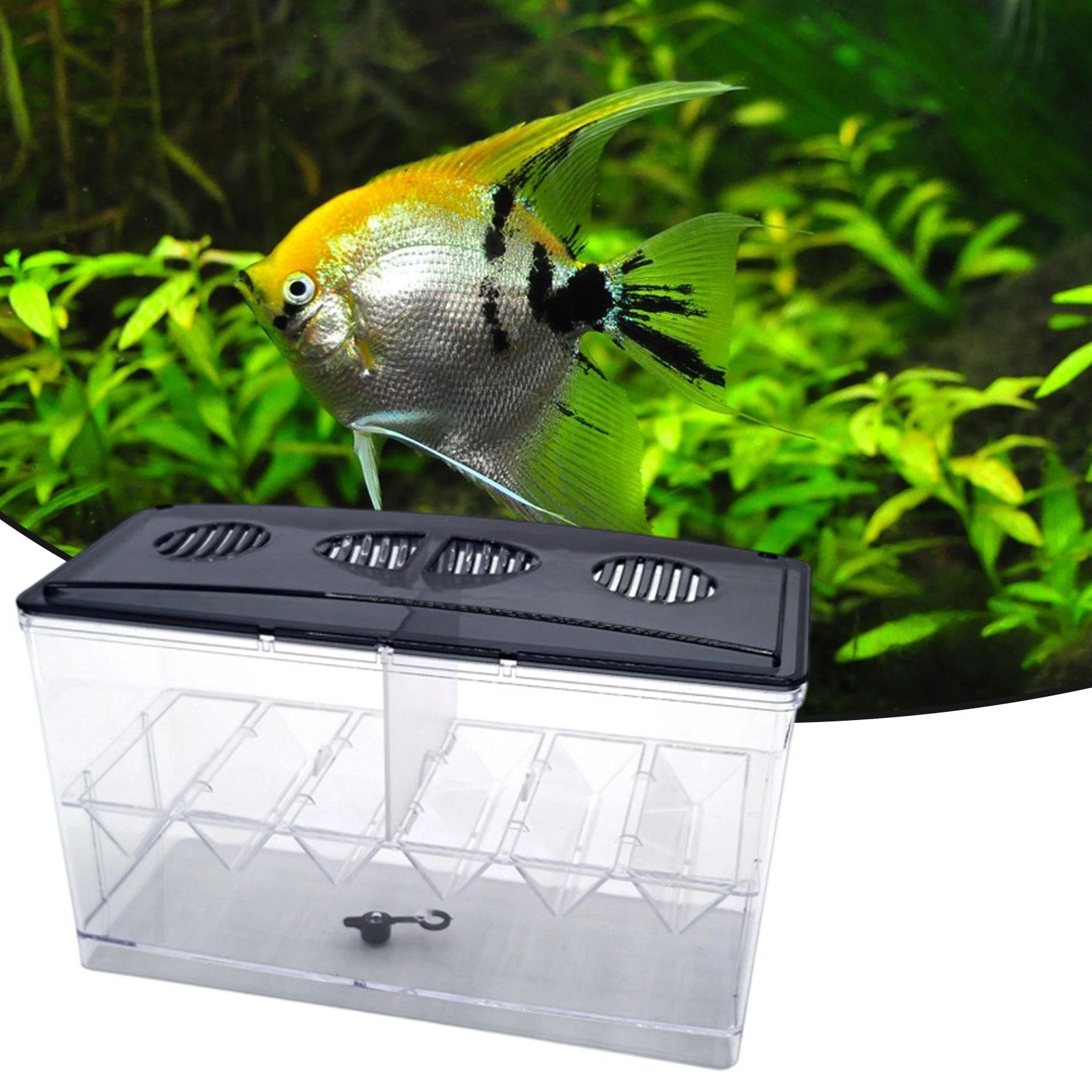 Caja de aislamiento flotante p - Box Fish In Aquarium reseña y precio