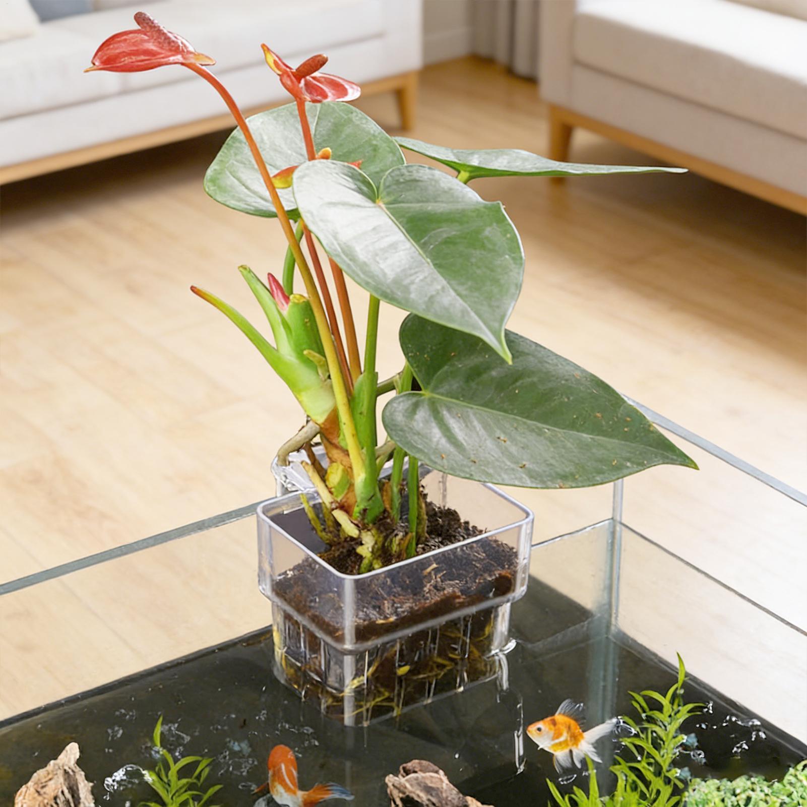 Maceta Transparente Colgante p - Aquarium Fish Names reseña y precio