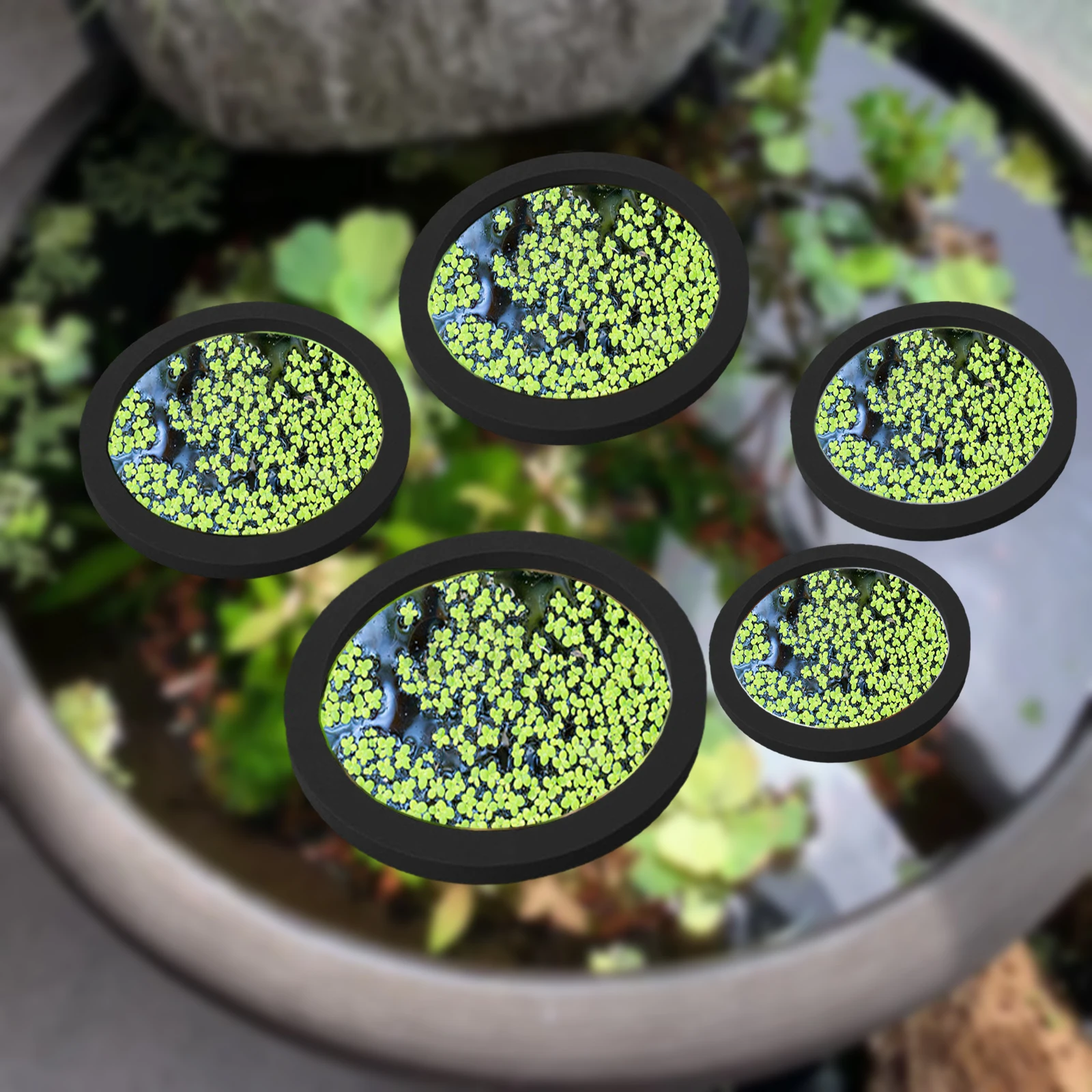 5 uds EVA anillo de alimentaci - Aquarium Fishing reseña y precio