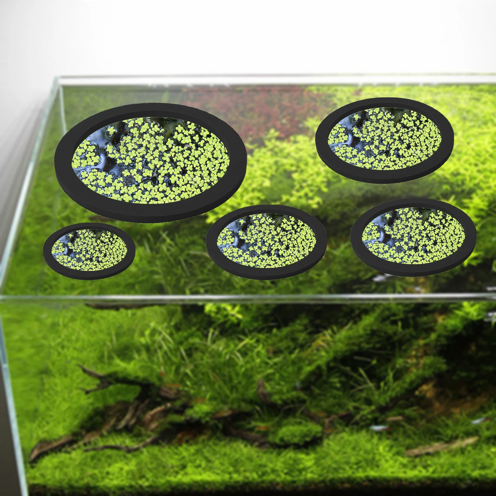 5 uds EVA anillo de alimentaci - Aquarium Fishing reseña y precio