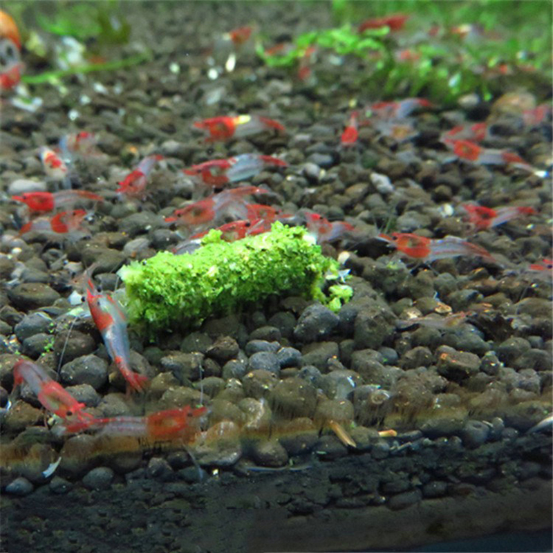 NUEVO 1 Bolsa 35g Alimento par - Aquarium Fish Holiday Food reseña y precio
