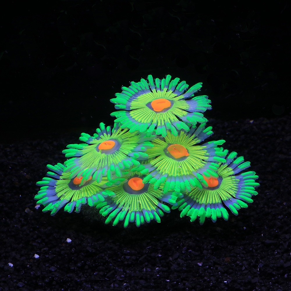 Decoraciones Luminosas para Ac - Aquarium Fish Cartoon reseña y precio