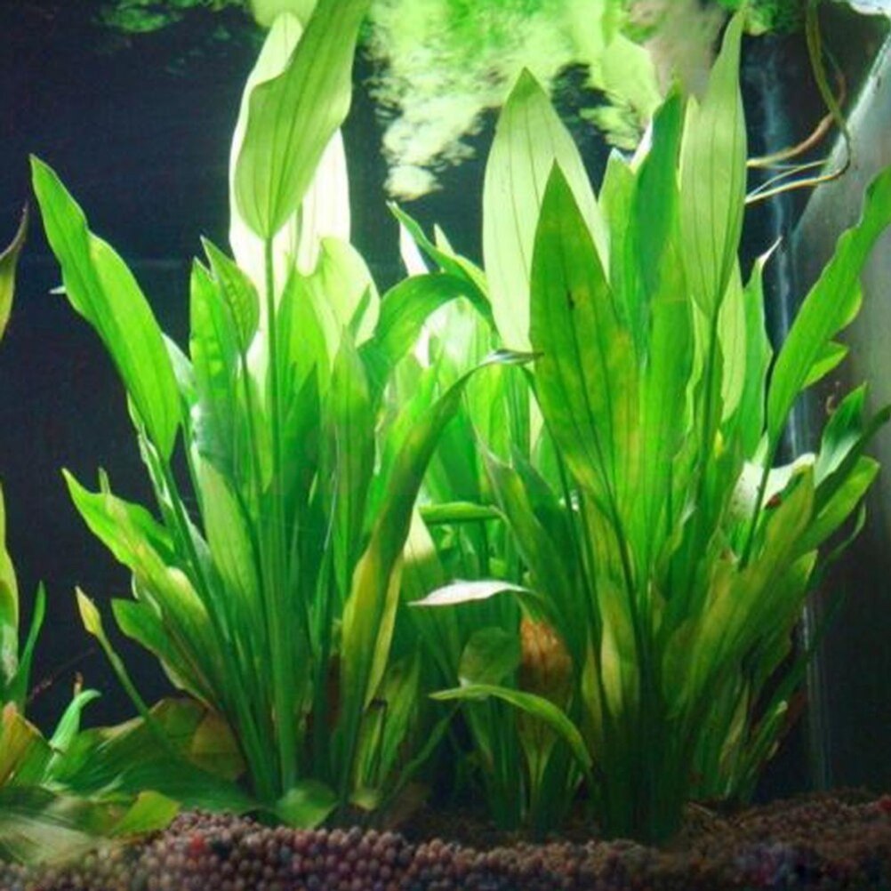 Plantas artificiales de decora - Aquarium Fish Cartoon reseña y precio