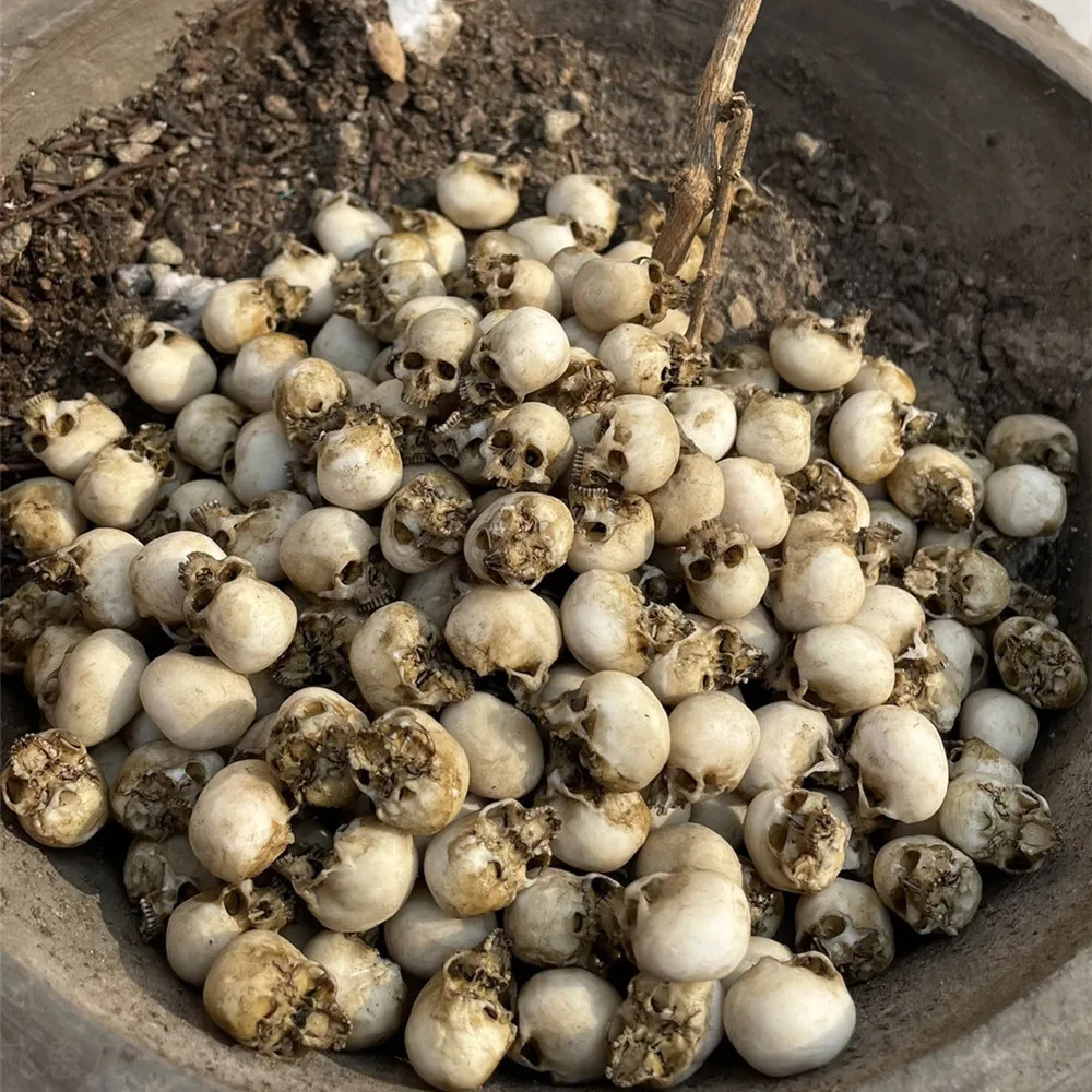 Mini calavera, modelo en minia - Aquarium Fish Names reseña y precio