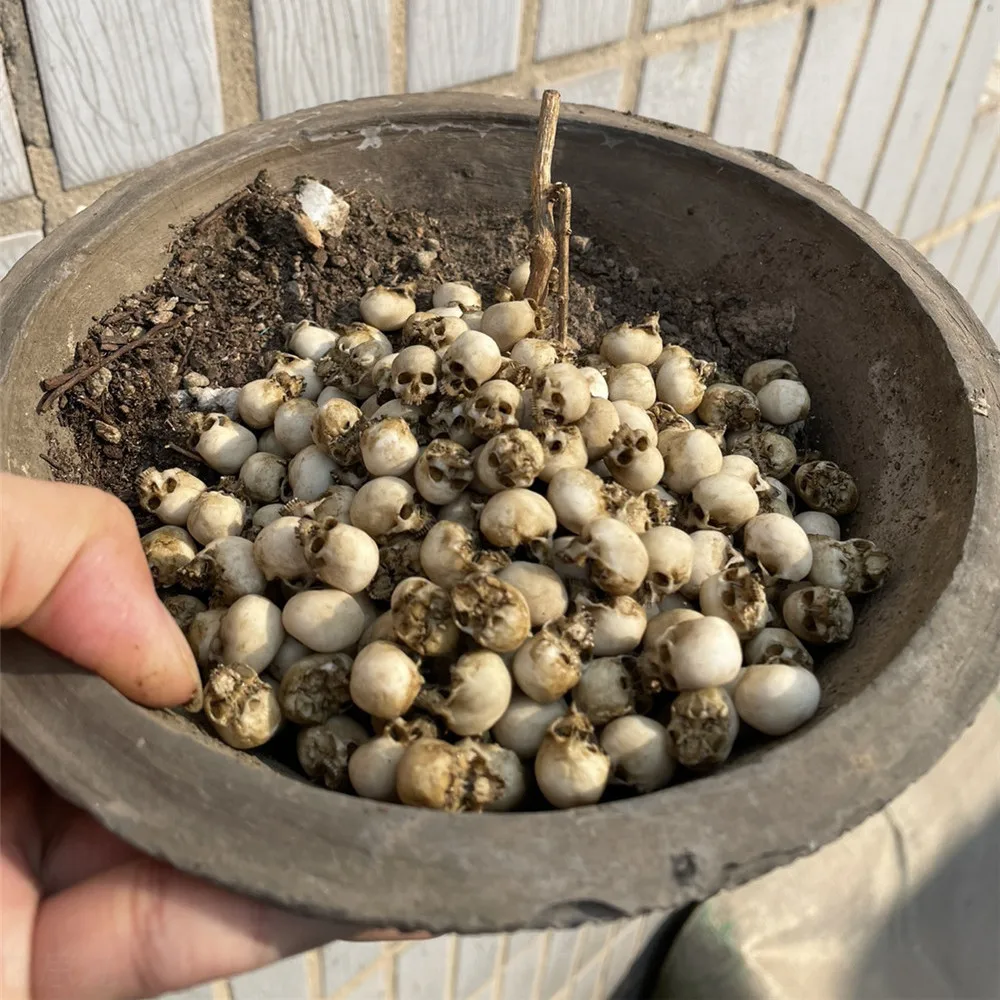 Mini calavera, modelo en minia - Aquarium Fish Names reseña y precio
