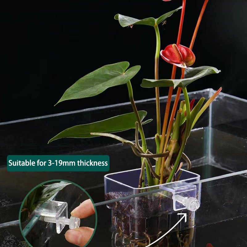 Taza de plantación de hierba d - Box Fish In Aquarium reseña y precio